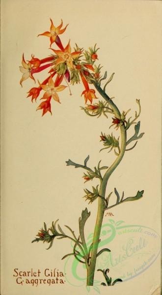 flowers-30774 - Scarlet Gilia, gilia aggregata [1883x3417]