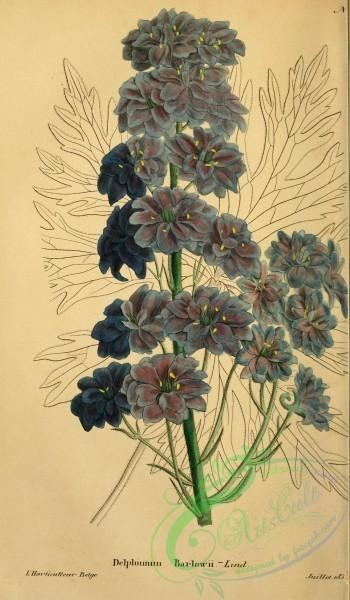 flowers-30864 - delphinium barlowii [2067x3537]