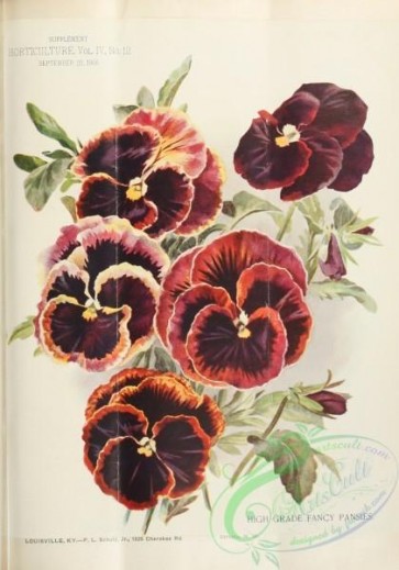 flowers-31030 - High Grade Fancy Pansies [2366x3373]