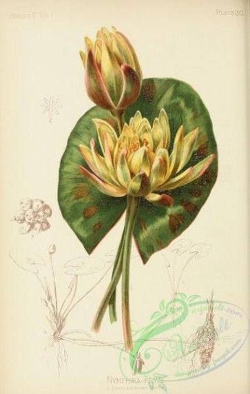 flowers-31048 - Audubon's Yellow Water-Lily, nymphaea flava [2490x3918]