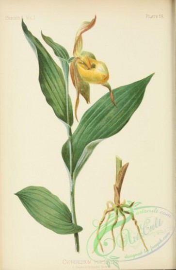 flowers-31059 - Large Yellow Moccasin Flower, cypripedium pubescens [2593x3966]