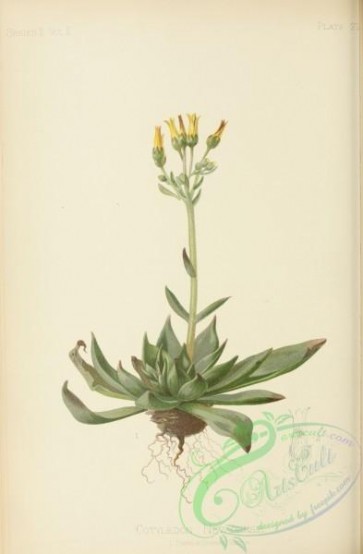 flowers-31094 - Nevada Cotyledon, cotyledon nevadensis [2514x3838]