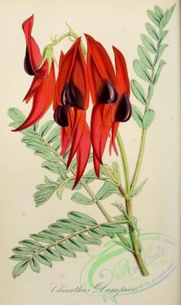 flowers-31160 - clianthus dampieri [2093x3512]