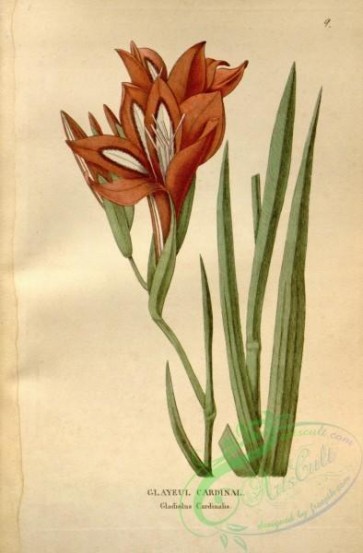 flowers-31248 - gladiolus cardinalis [2091x3183]