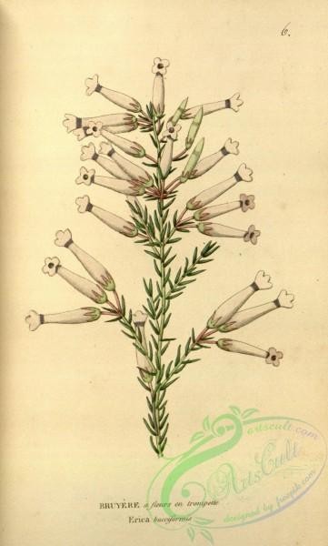 flowers-31507 - erica bucciformis [1960x3252]