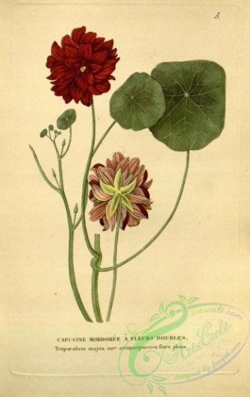 flowers-31579 - tropaeolum majus atropurpureum flore pleno [2078x3296]