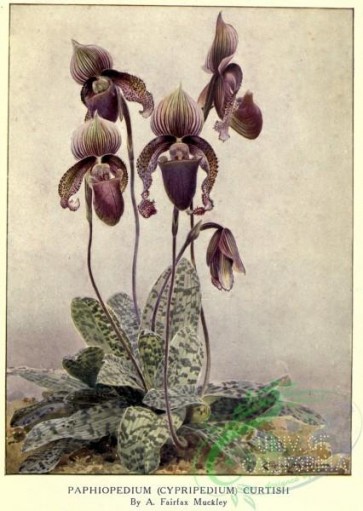 flowers-31611 - paphiopedium (cypripedium) curtisii [2453x3452]