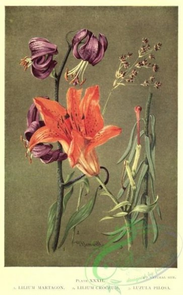 flowers-31632 - lilium martagon, lilium croceum, luzula pilosa [2089x3366]