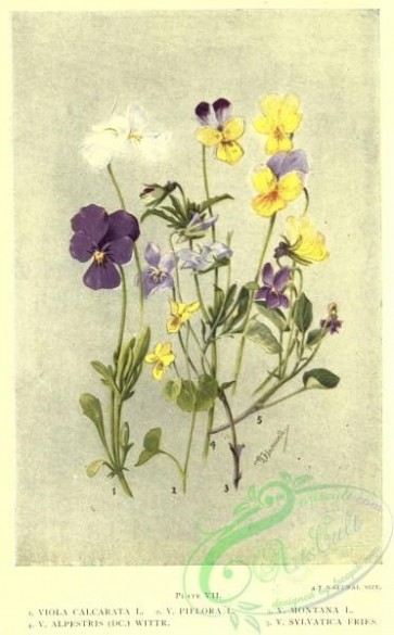 flowers-31647 - viola calcarata, viola biflora, viola montana, viola alpestris, viola sylvatica [2120x3419]