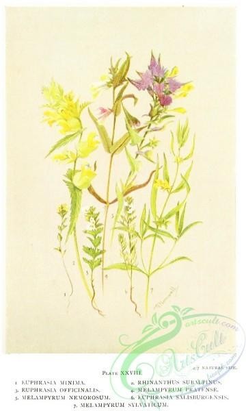 flowers-31655 - euphrasia minima, rhinanthus subalpinus, euphrasia officinalis, melampyrum pratense, melampyrum nemorosum, euphrasia salisburgensis, melampyrum sylvaticum [1254x2086]