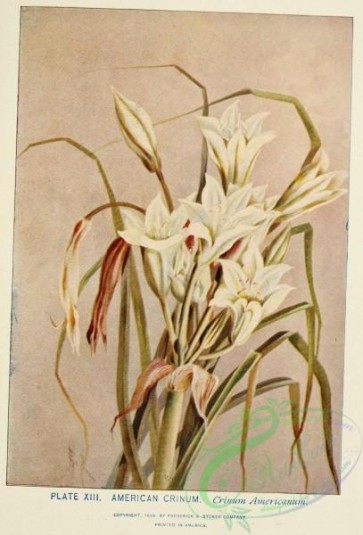 flowers-31695 - American Crinum, crinum americanum [2183x3215]