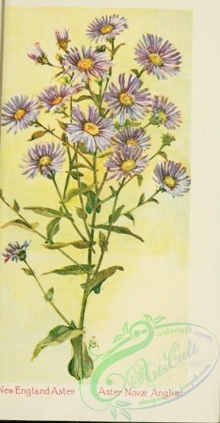 flowers-31775 - New England Aster, aster novae angliae [1714x3286]