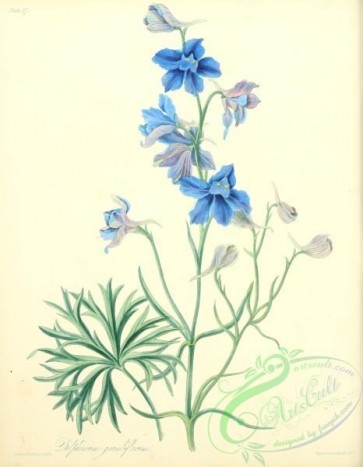 flowers-31906 - Great flowered Larkspur, delphinium grandiflorum [2550x3279]