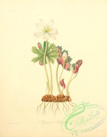 flowers-31912 - Large-flowered Bloodwort, sanguinaria grandiflora [2550x3279]