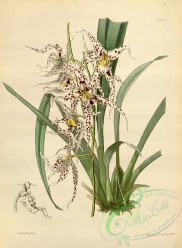 flowers-31967 - Speckled Odontoglot, odontoglossum naevium [2748x3742]