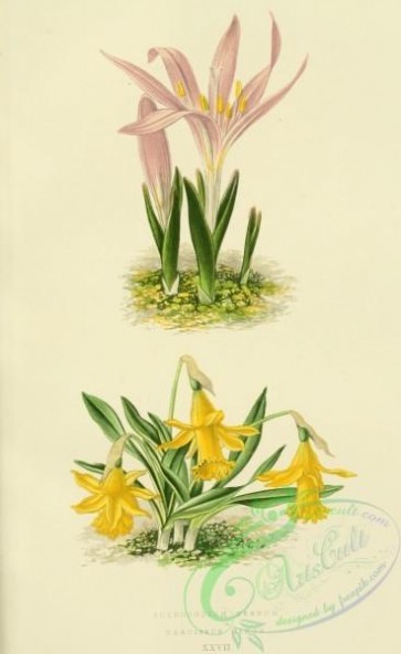 flowers-32089 - bulbocodium vernum, narcissus minor [2245x3656]