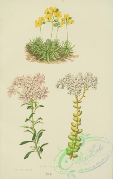 flowers-32104 - draba aizoides, iberis bubani, sedum turgidum [2510x3958]
