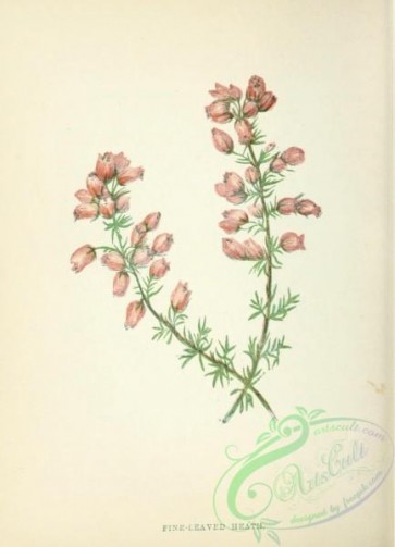 flowers-32196 - Fine-leaved Heath, erica cinerea [1825x2527]
