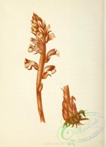 flowers-32211 - Lesser Broom Rape, orobanche minor [1825x2527]