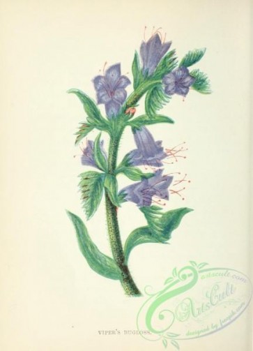 flowers-32235 - Viper's Bugloss, echium vulgare [1825x2527]
