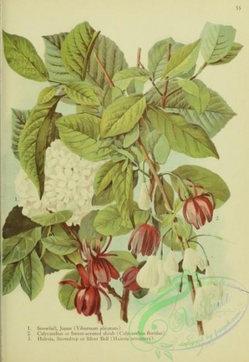 flowers-32279 - Japan Snowball, viburnum plicatum, Calycanthus or Sweet-scented Shrub, calycanthus floridus, Halesia or Snowdrop or Silver Bell, halesia tetraptera [1966x2863]