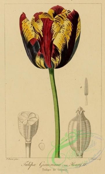 flowers-32365 - tulipa gesneriana henry IV [1315x2174]