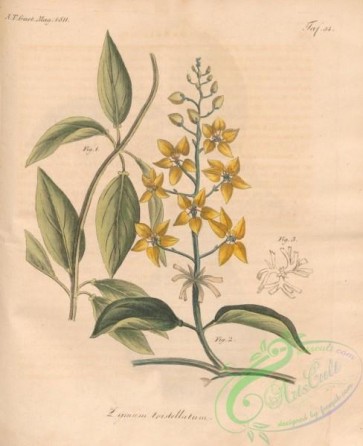 flowers-32579 - zymum tristellatum