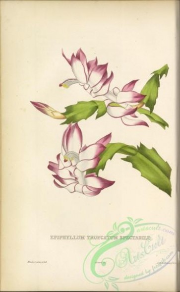 flowers-34161 - 008-epiphyllum truncatum spectabile