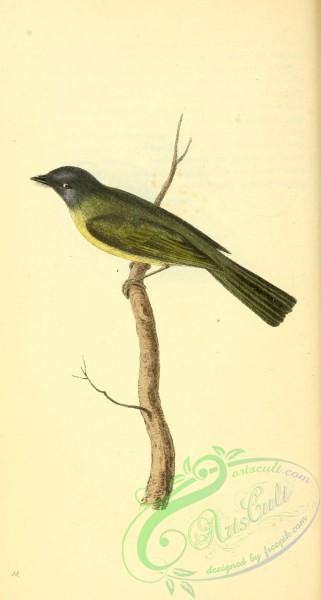 flycatchers-00177 - Grey-headed Canary-Flycatcher, platyrhynchus ceylonensis
