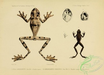 frogs-00024 - hyla langsdorfii, dendrobates obscurus