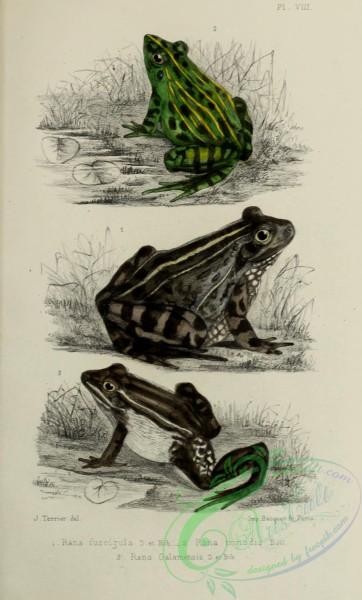 frogs-00037 - rana fuscigula, rana trinodis, rana galamensis