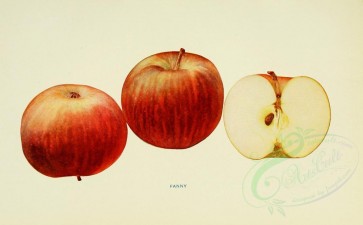 fruits-00042 - Apple, 016 [3390x2099]