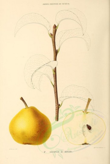 fruits-00344 - Pear, 002 [2734x4082]