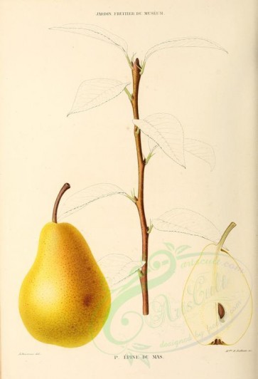 fruits-00356 - Pear, 014 [2774x4062]
