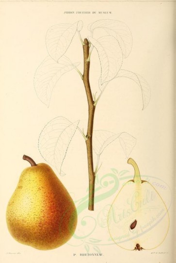 fruits-00360 - Pear, 018 [2738x4078]