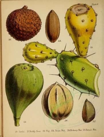 fruits-00393 - Litchi, Prickly Pear, Fig, Pecan Nut, Hickory Nut, Pistacio Nut [2949x3846]