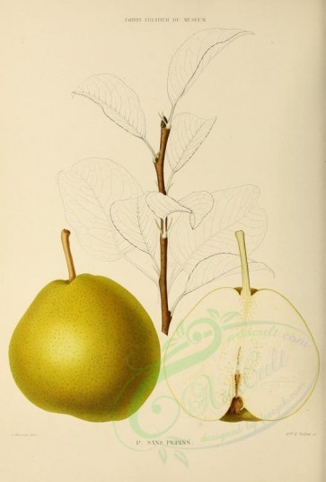 fruits-00542 - Pear, 043 [2738x4038]