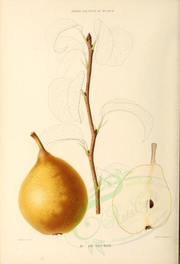 fruits-00629 - Pear, 031 [2821x4130]