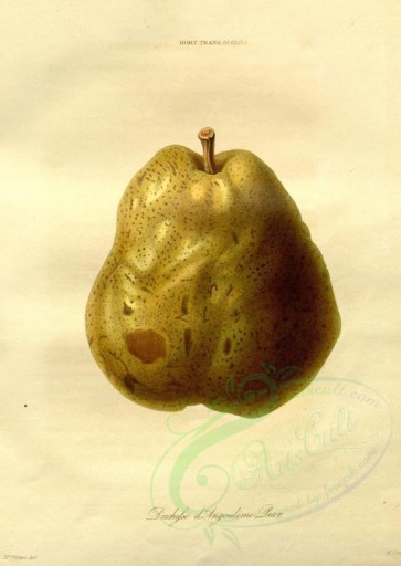fruits-00691 - Duchesse d'Angouleme Pear [2824x3978]