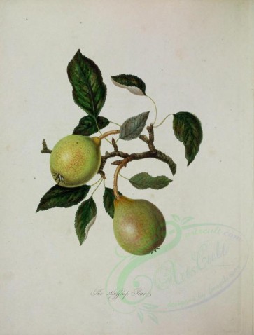 fruits-00708 - Huffcap Pear [3379x4446]