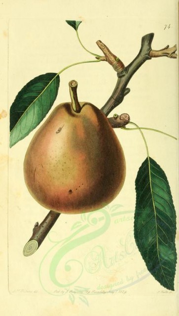 fruits-01036 - Gray Doyenne Pear [2088x3685]