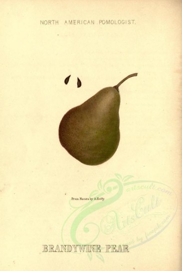 fruits-01394 - Brandywine Pear [1950x2910]