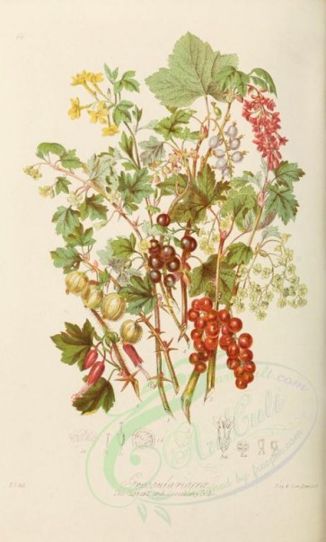 fruits-01566 - Currant and Gooseberry [2234x3706]