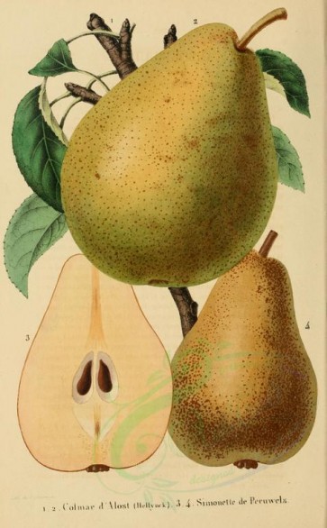 fruits-01682 - Pear, 3 [2150x3467]