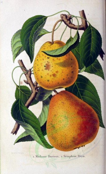 fruits-01850 - Pear, 2 [2841x4638]