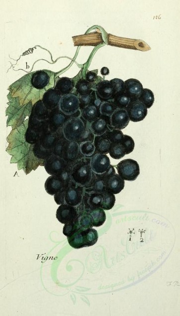 fruits-01912 - Grapes [1644x2871]