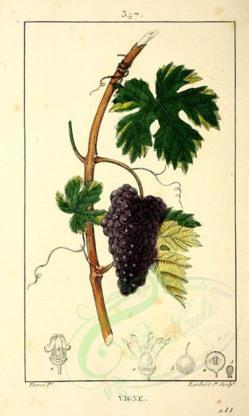 fruits-01989 - Grape [2117x3540]