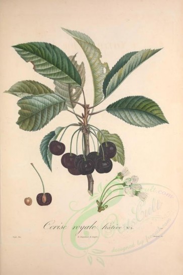 fruits-02306 - Cherry, 18 [3433x5143]