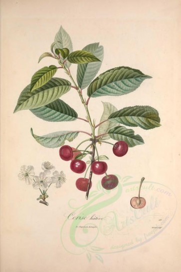 fruits-02311 - Cherry, 23 [3433x5143]