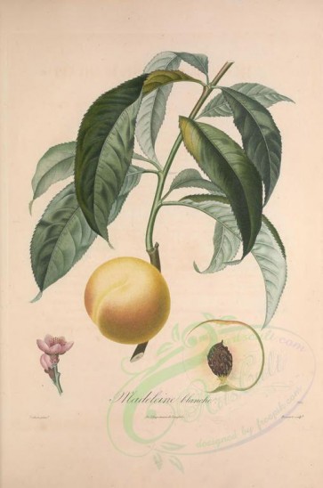 fruits-02407 - Peach, 2 [3388x5111]